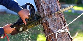 How Our Tree Care Process Works  in  Mountain Home Af, ID