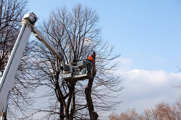 Professional Tree Services in Mountain Home Af, ID